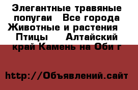 Элегантные травяные попугаи - Все города Животные и растения » Птицы   . Алтайский край,Камень-на-Оби г.